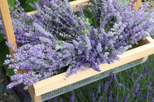 Load image into Gallery viewer, Dried English Lavender Bunch
