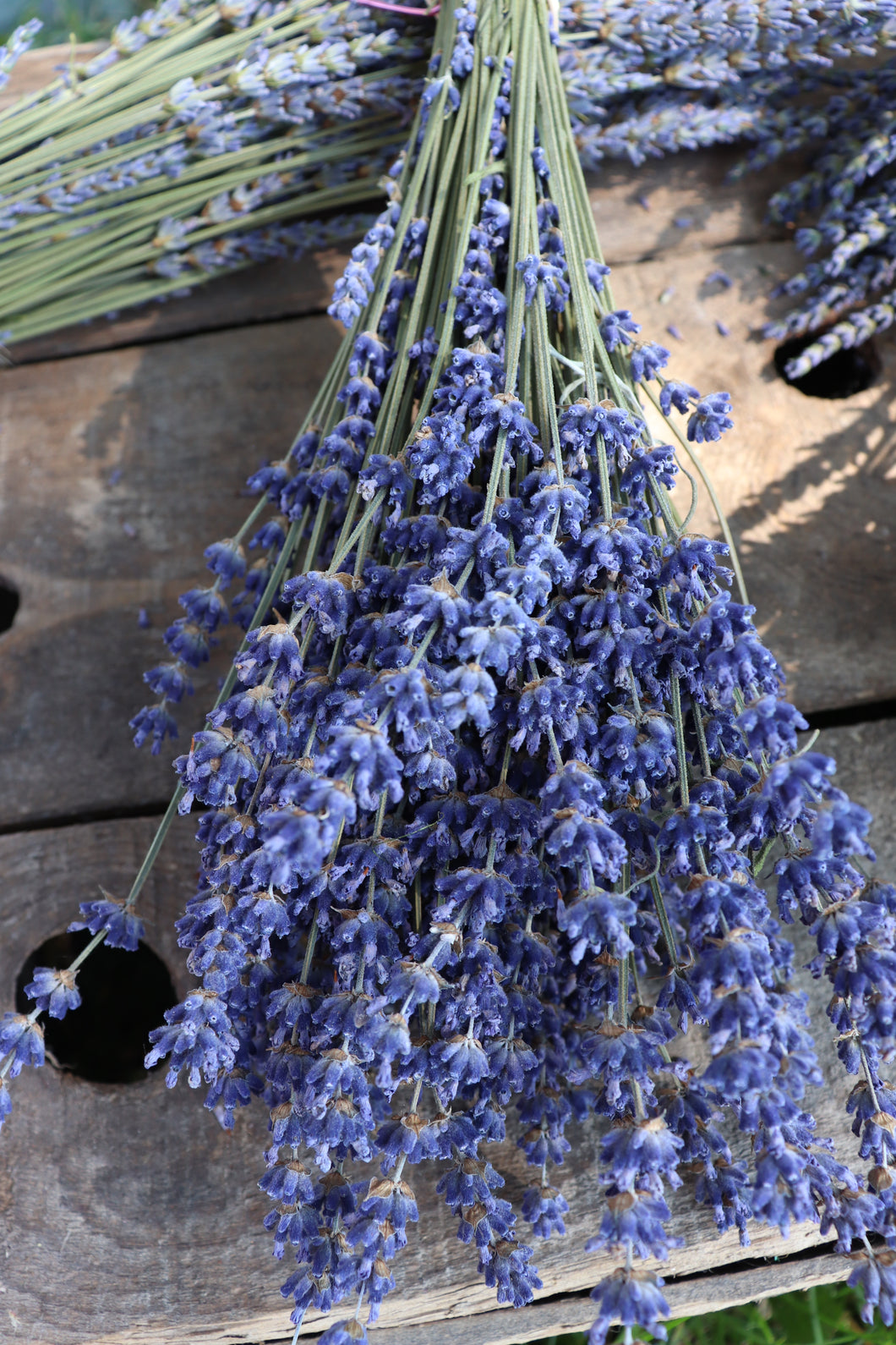 Dried English Lavender Bunch